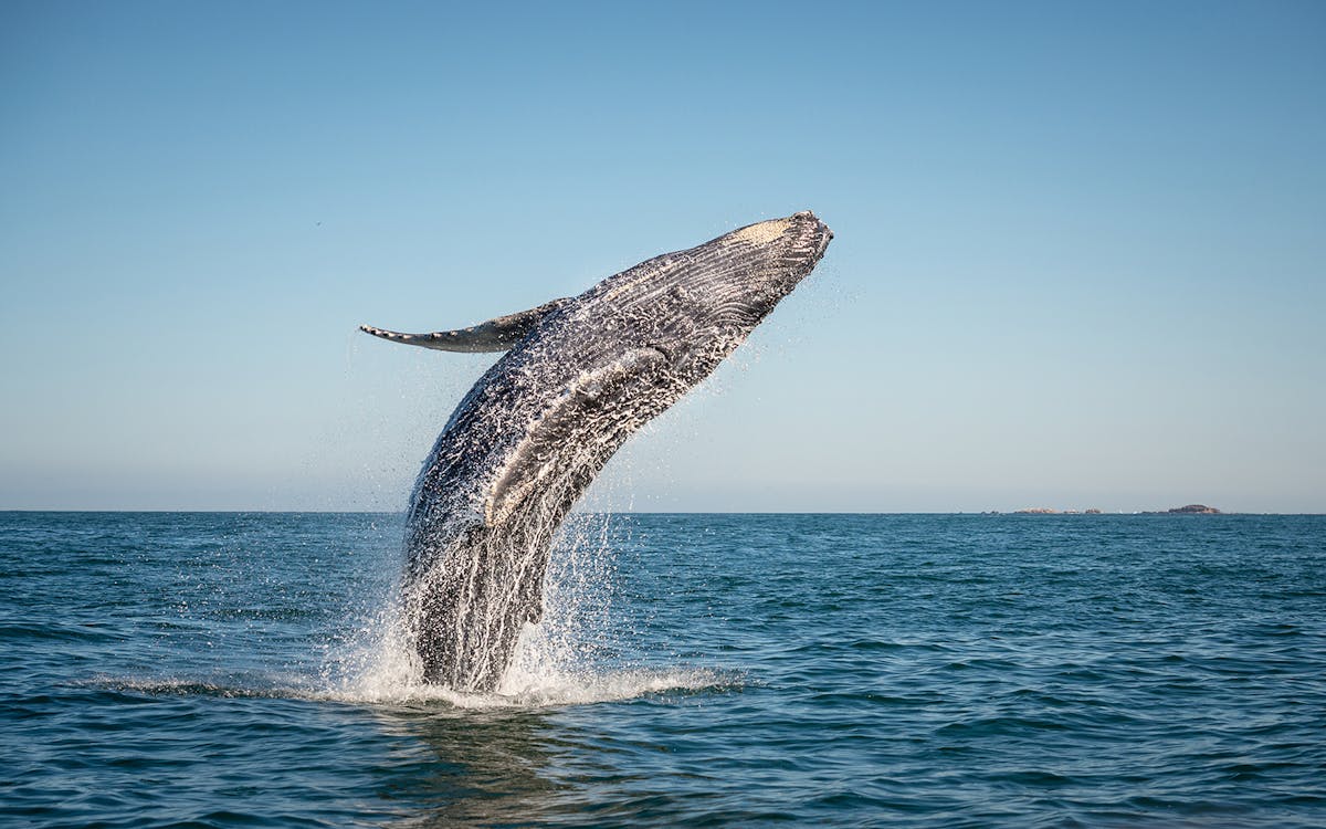 30-minute classic whale watch flight from kaikoura-2 30-minute classic whale watch flight from kaikoura-2