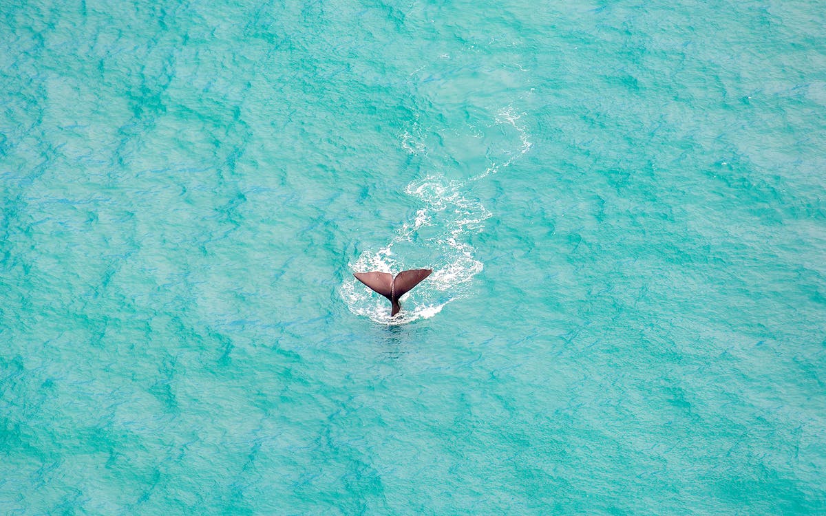 30-minute classic whale watch flight from kaikoura-5 30-minute classic whale watch flight from kaikoura-5