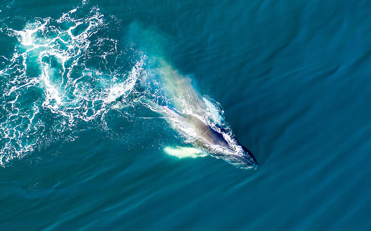 30-minute classic whale watch flight from kaikoura-3 30-minute classic whale watch flight from kaikoura-3