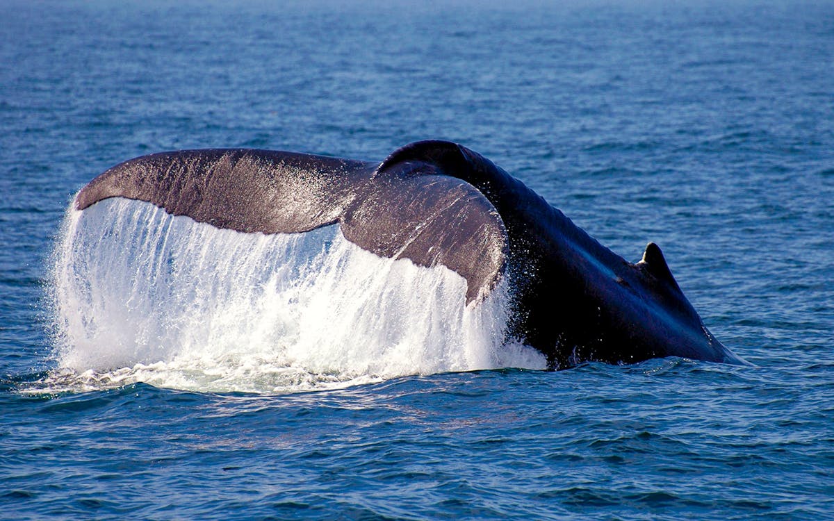 30-minute classic whale watch flight from kaikoura-4 30-minute classic whale watch flight from kaikoura-4
