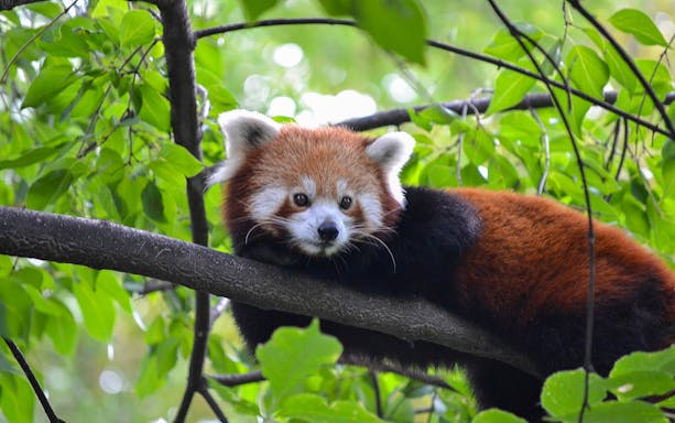 Red panda resting on a tree branch at Budapest Zoo and Botanical Garden.