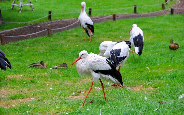 Storks walking on grass at Budapest Zoo and Botanical Garden.
