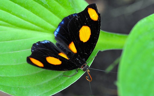 Butterfly with orange spots on a leaf at Budapest Zoo and Botanical Garden.