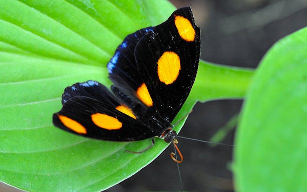 Butterfly with orange spots on a leaf at Budapest Zoo and Botanical Garden.
