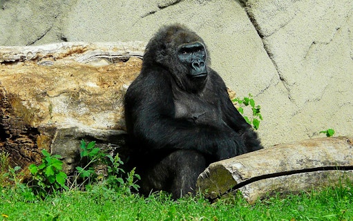 Gorilla sitting near logs at Budapest Zoo and Botanical Garden.