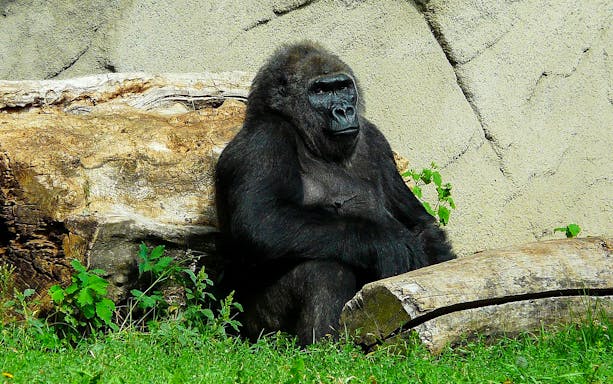 Gorilla sitting near logs at Budapest Zoo and Botanical Garden.
