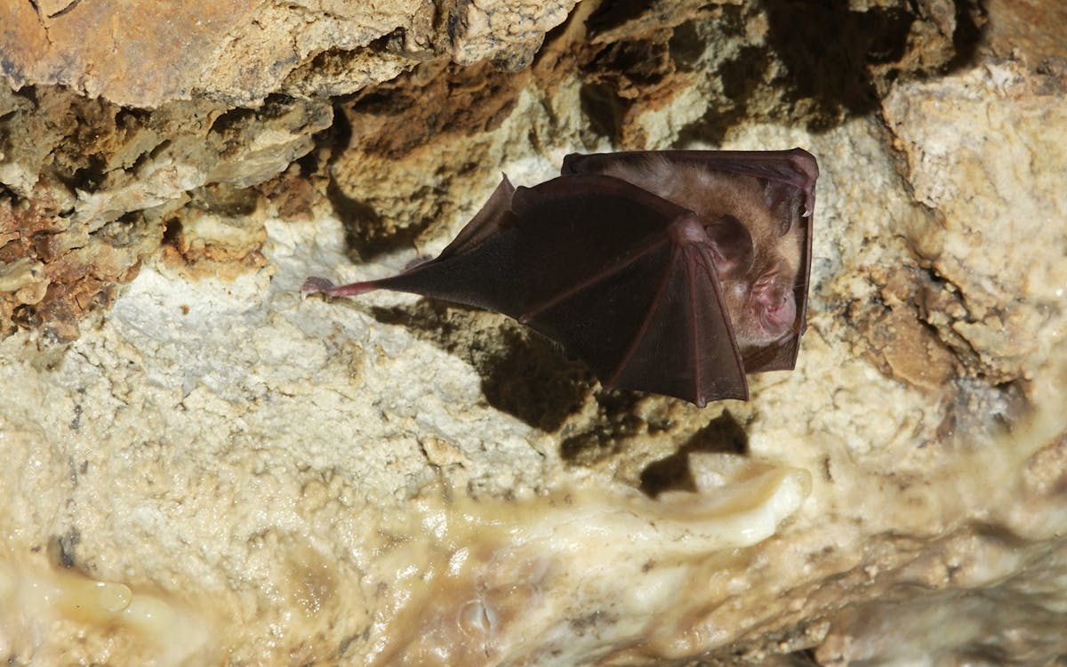adventure tour of pál-völgy cave with entrance tickets-5 adventure tour of pál-völgy cave with entrance tickets-5