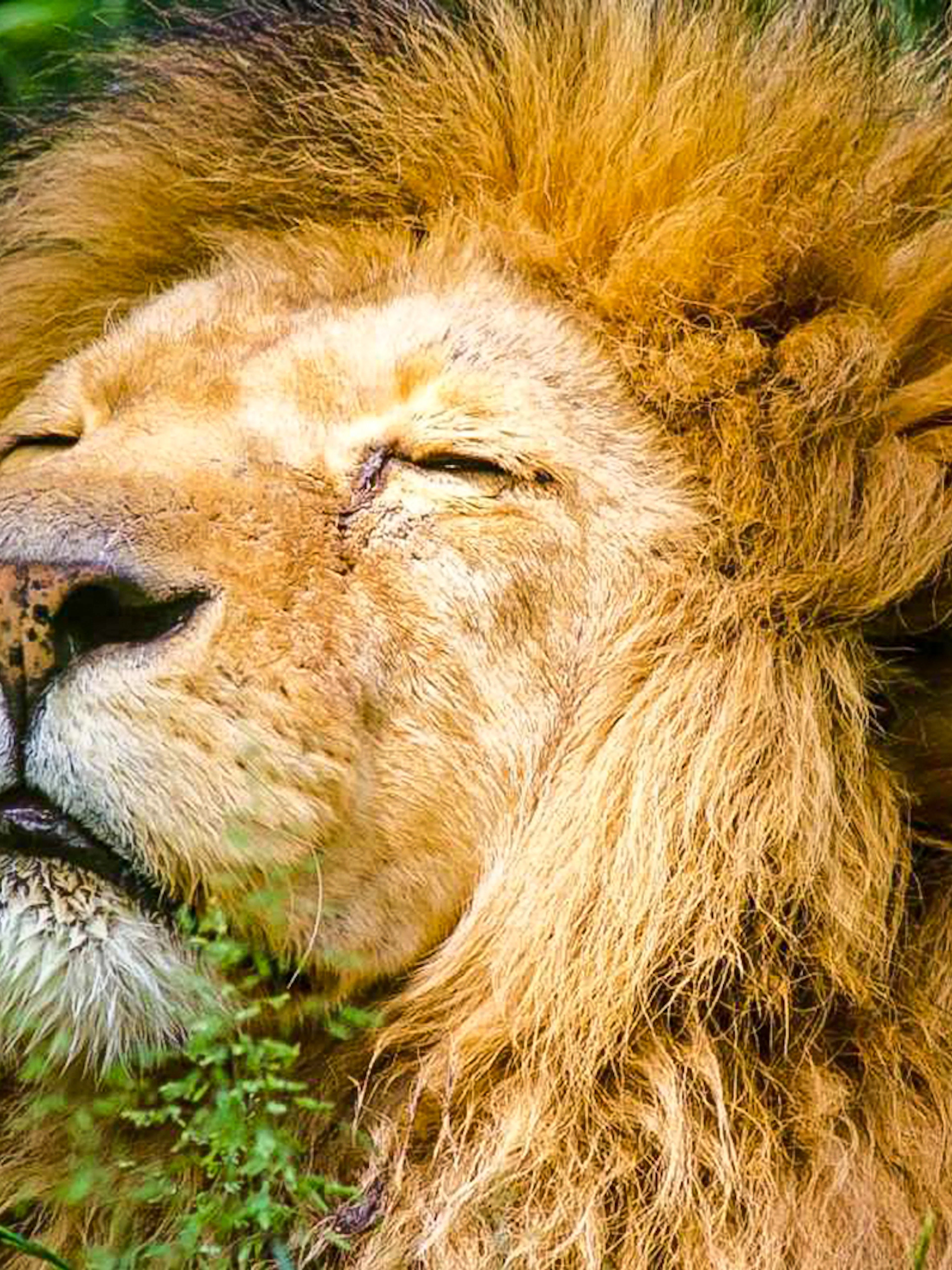 Lion resting in the grass at Krakow Zoo.