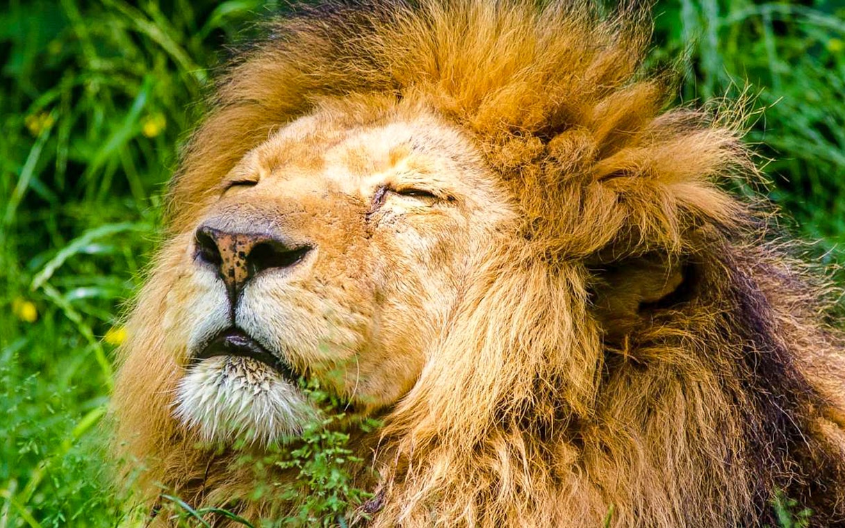 Lion resting in the grass at Krakow Zoo.