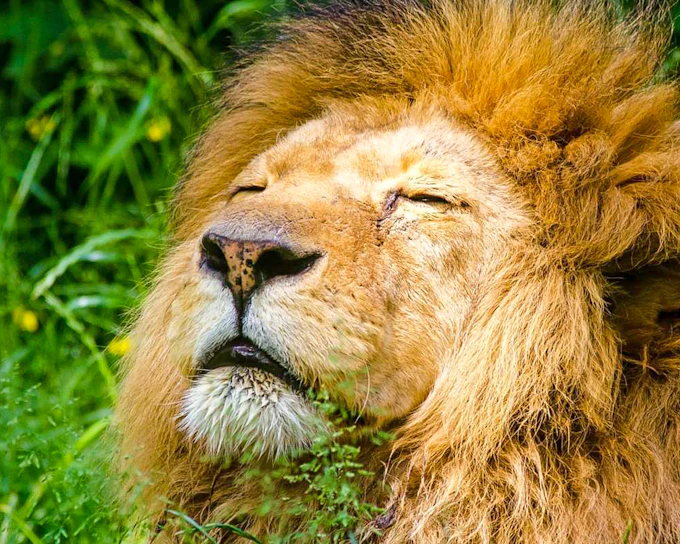 Krakow Zoo Entrance Tickets with Hotel Transfers
