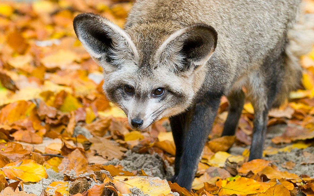 Bat-eared fox walking on autumn leaves at Krakow Zoo.