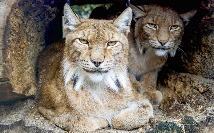 Lynxes resting in a wooden enclosure at Krakow Zoo.
