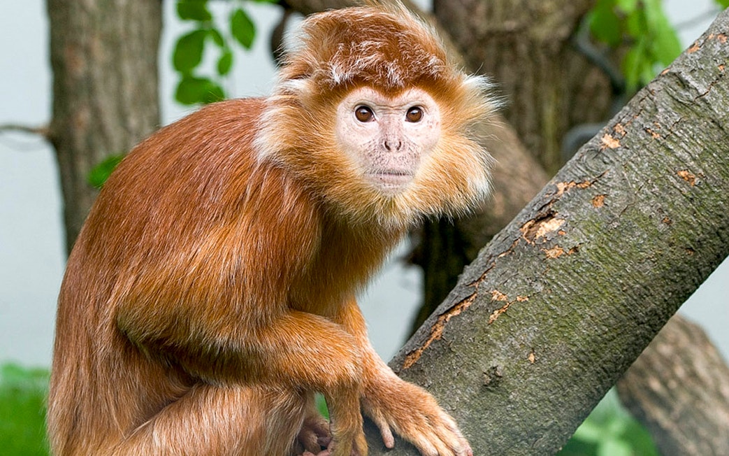 Golden monkey on a tree branch at Krakow Zoo.