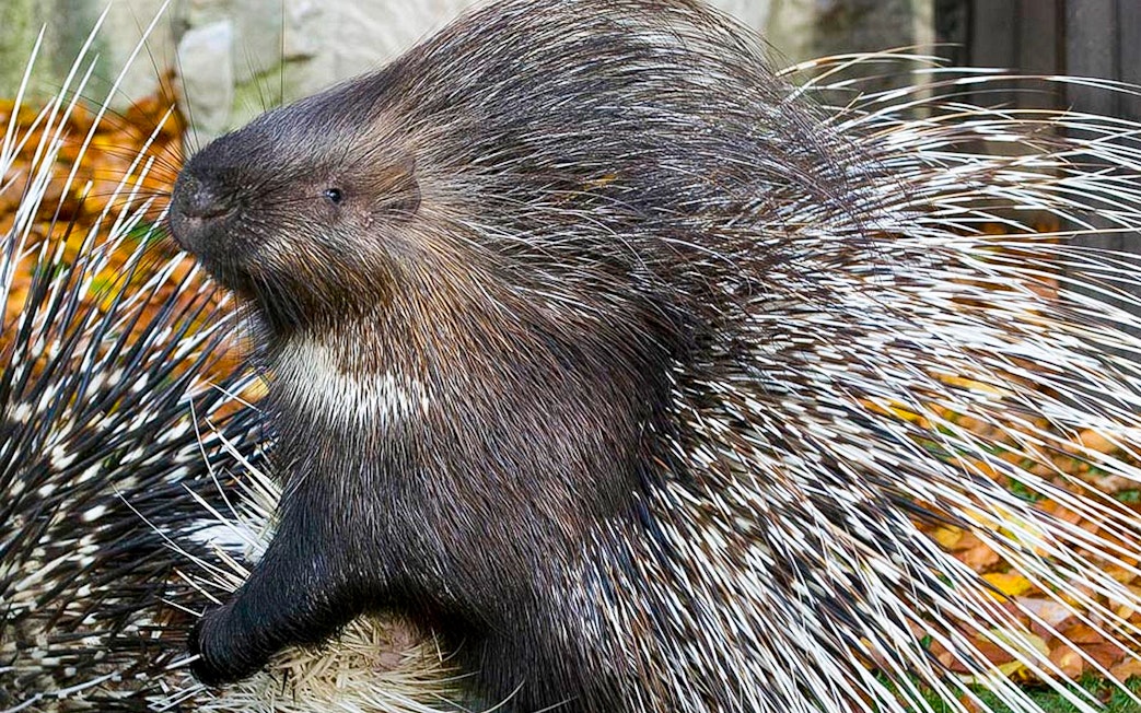Porcupine at Krakow Zoo, part of the zoo entrance tour with hotel transfers.