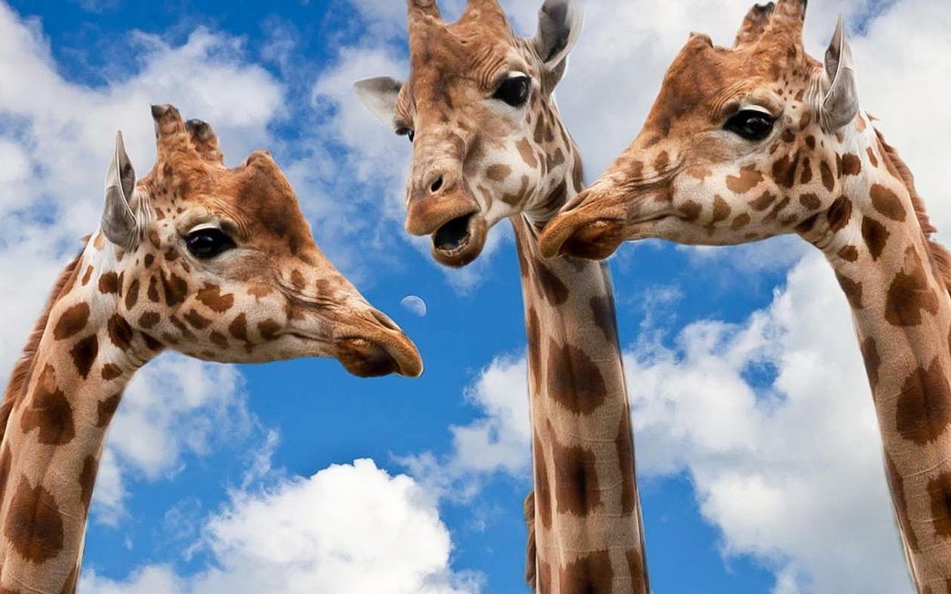 Giraffes at Krakow Zoo under a blue sky.