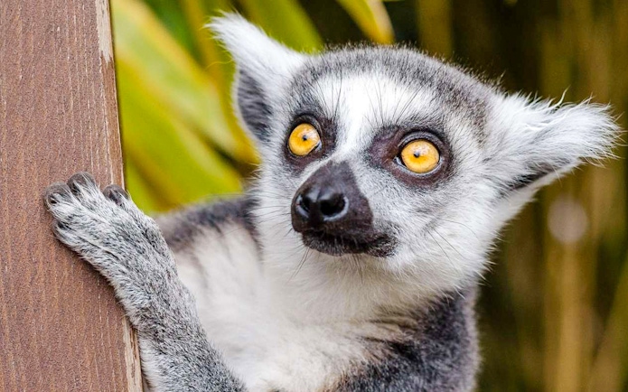 Lemur at Krakow Zoo, Poland.