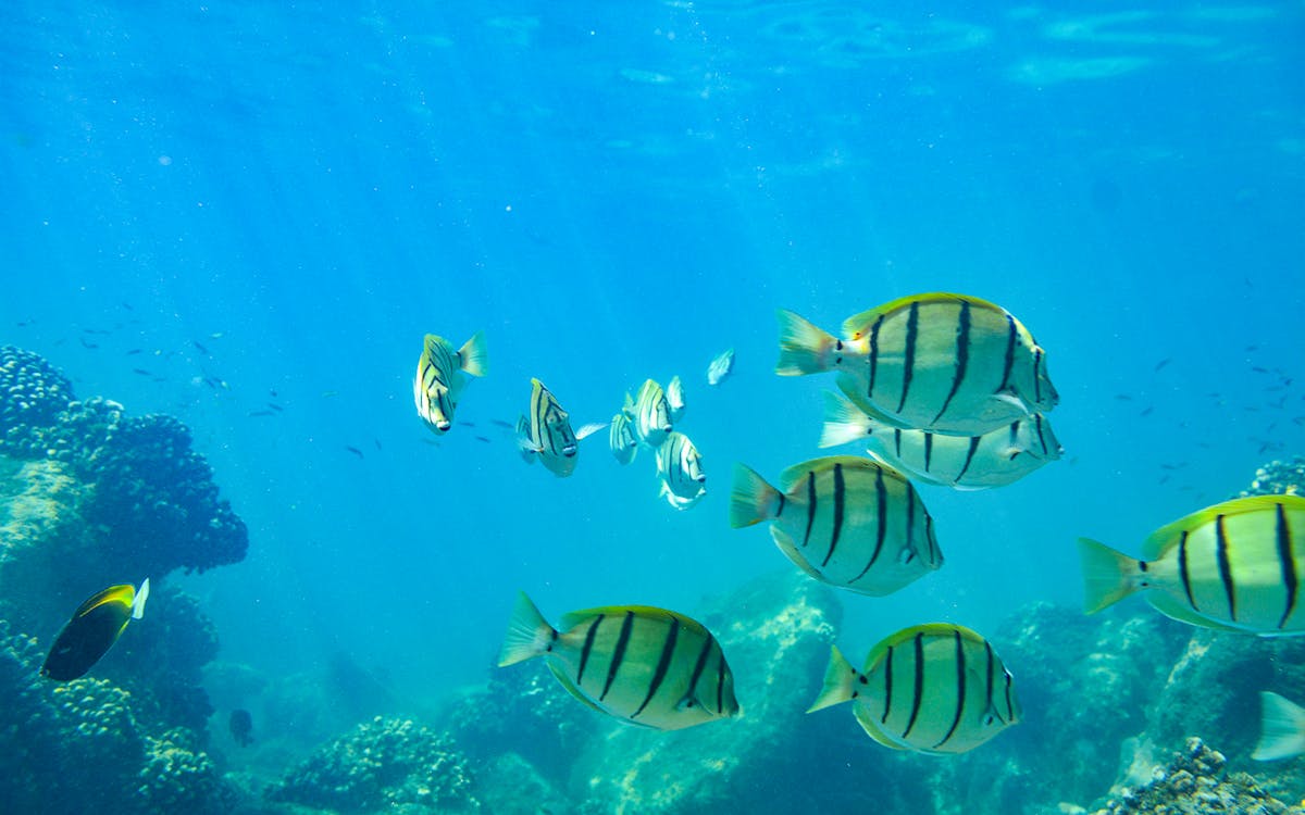 private glass bottom kayak and snorkel at two bays - cabo-9 private glass bottom kayak and snorkel at two bays - cabo-9
