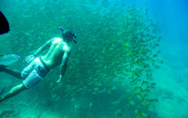 Snorkeler swimming near a school of fish in Cabo's Two Bays.