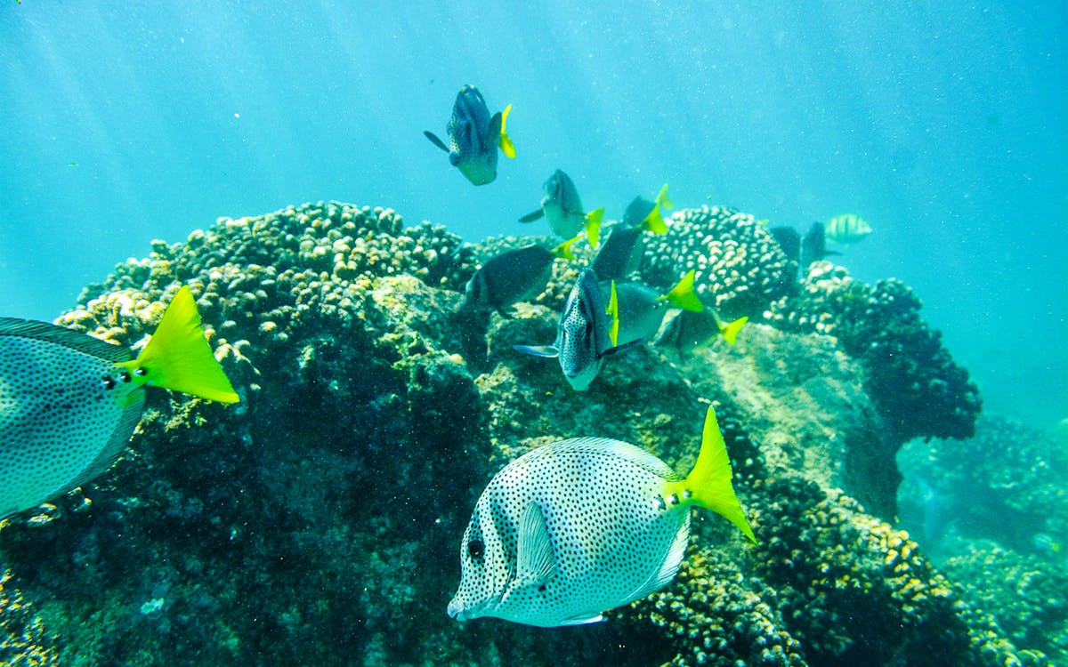 private los cabos snorkeling tour to chileno bay and santa maria cove-9 private los cabos snorkeling tour to chileno bay and santa maria cove-9