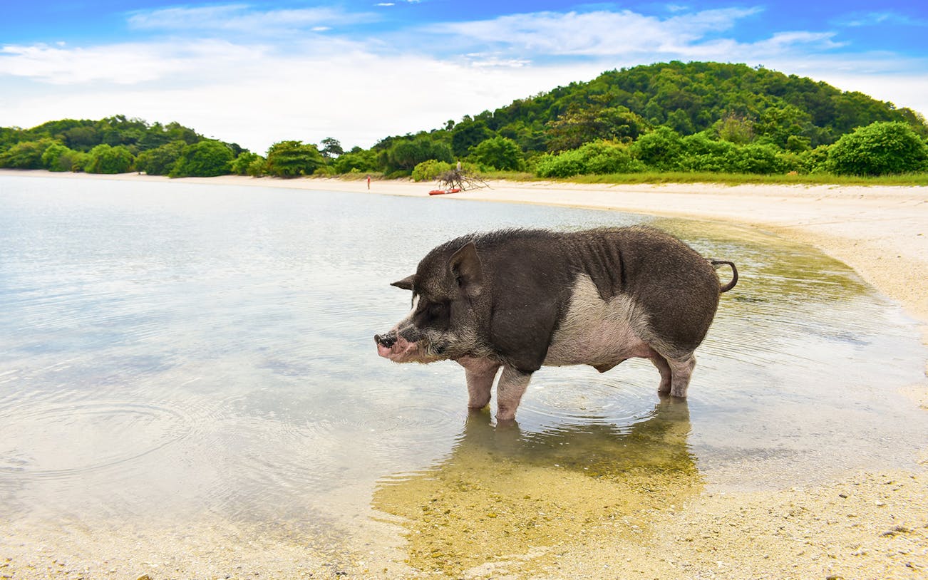 Pig wading in shallow water on Koh Samui's Coral and Pigs Island tour.