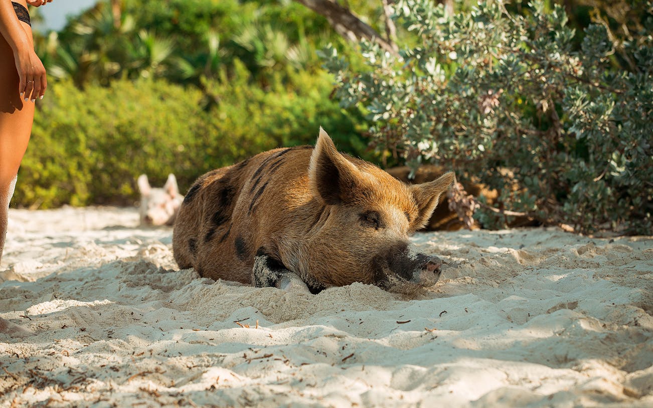 Pig resting on sandy beach during Koh Samui Island tour.
