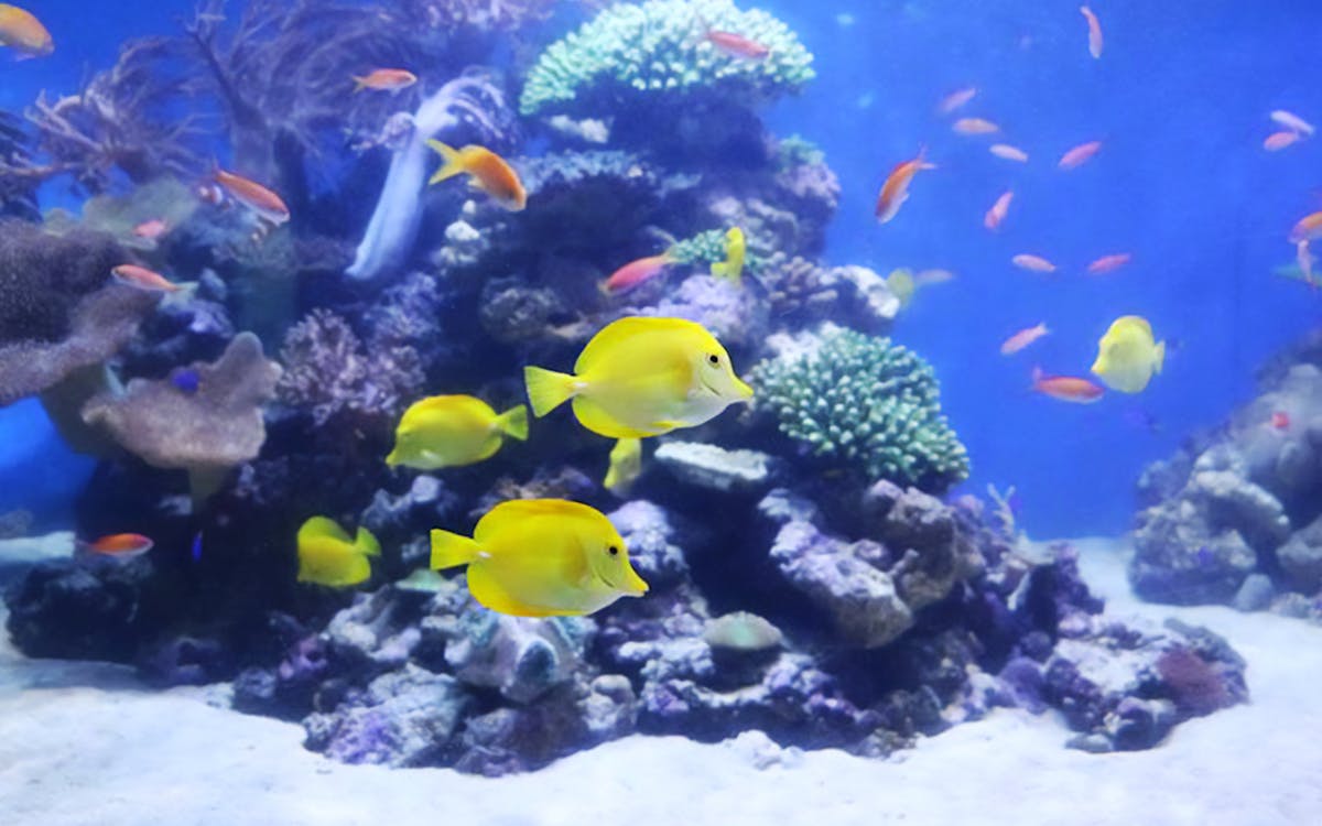 hakkeijima sea paradise admission ticket-5 hakkeijima sea paradise admission ticket-5