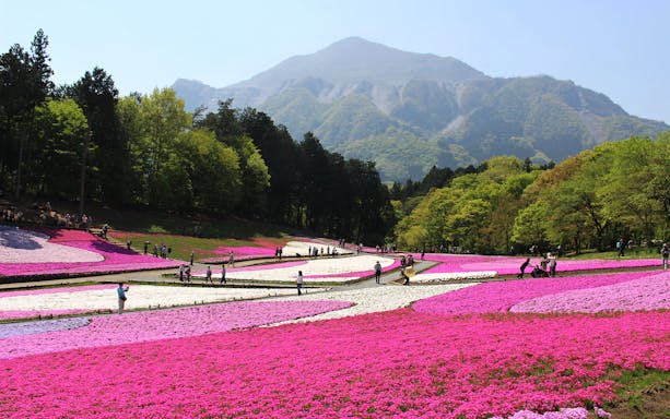 Field of pink and white flowers with mountains in the background, Seibu Pass, Japan.