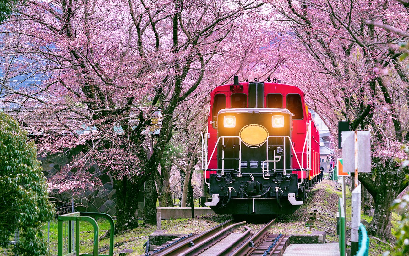 Red train on Sagano Romantic Train Ride through cherry blossoms in Kyoto.