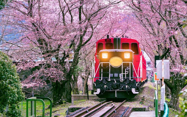 Red train on Sagano Romantic Train Ride through cherry blossoms in Kyoto.