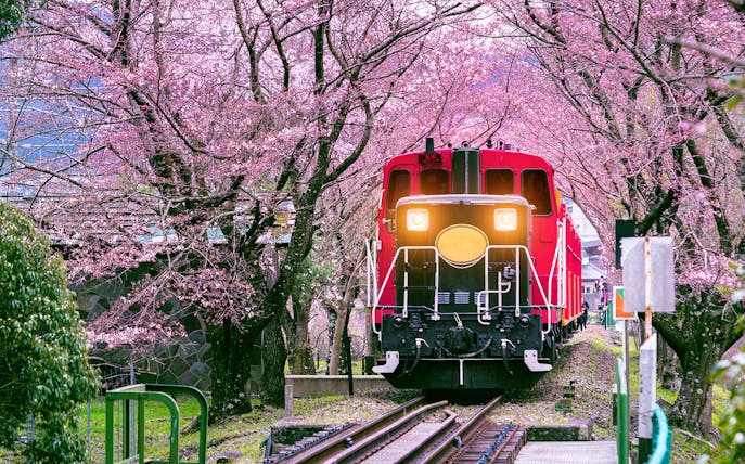 Red train on Sagano Romantic Train Ride through cherry blossoms in Kyoto.