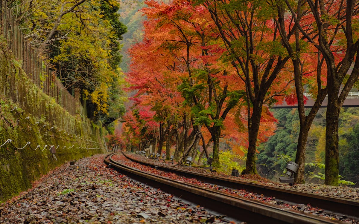 sagano romantic train-7 sagano romantic train-7