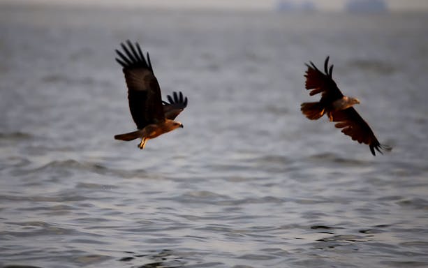 Eagles flying over water during feeding experience in Kuala Selangor.