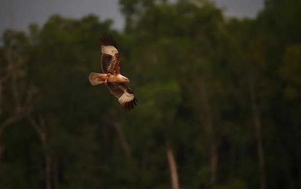 Eagle soaring over forest during feeding experience in Kuala Selangor.