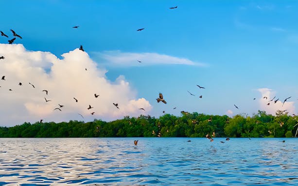 Eagles flying over water during feeding experience in Kuala Selangor.