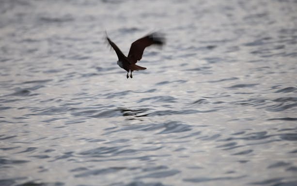 Eagle flying over water during feeding experience in Kuala Selangor.