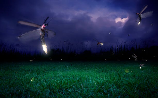 Fireflies illuminating a grassy field at night in Kuala Selangor.
