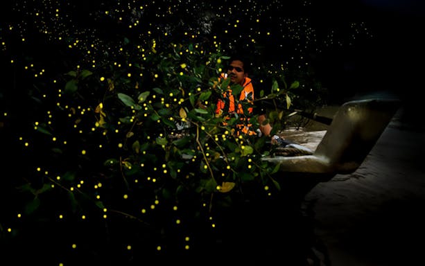 Boat tour through firefly-lit mangroves in Kuala Selangor at night.