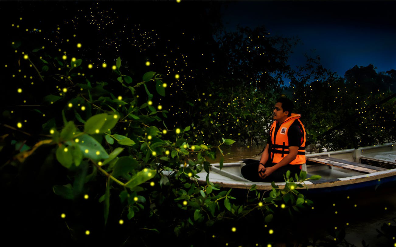 Person in boat watching fireflies in Kuala Selangor mangrove forest.