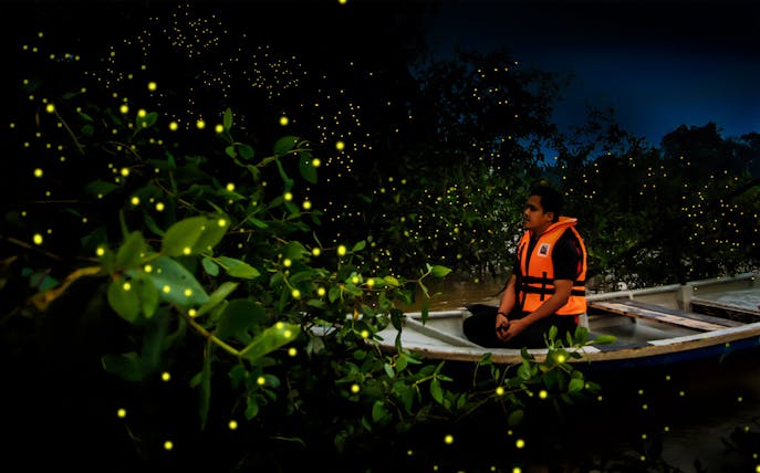 Person in boat watching fireflies in Kuala Selangor mangrove forest.
