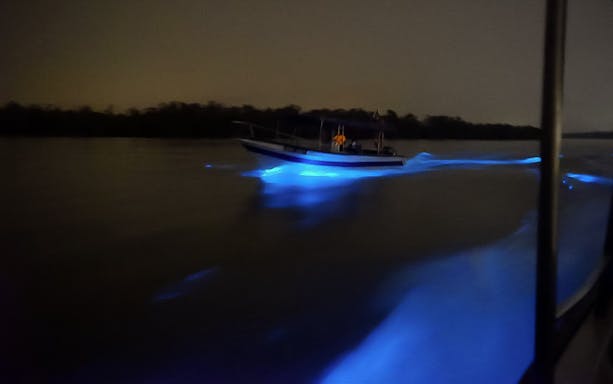 Boat on glowing blue waters during Blue Tears Experience in Kuala Selangor.