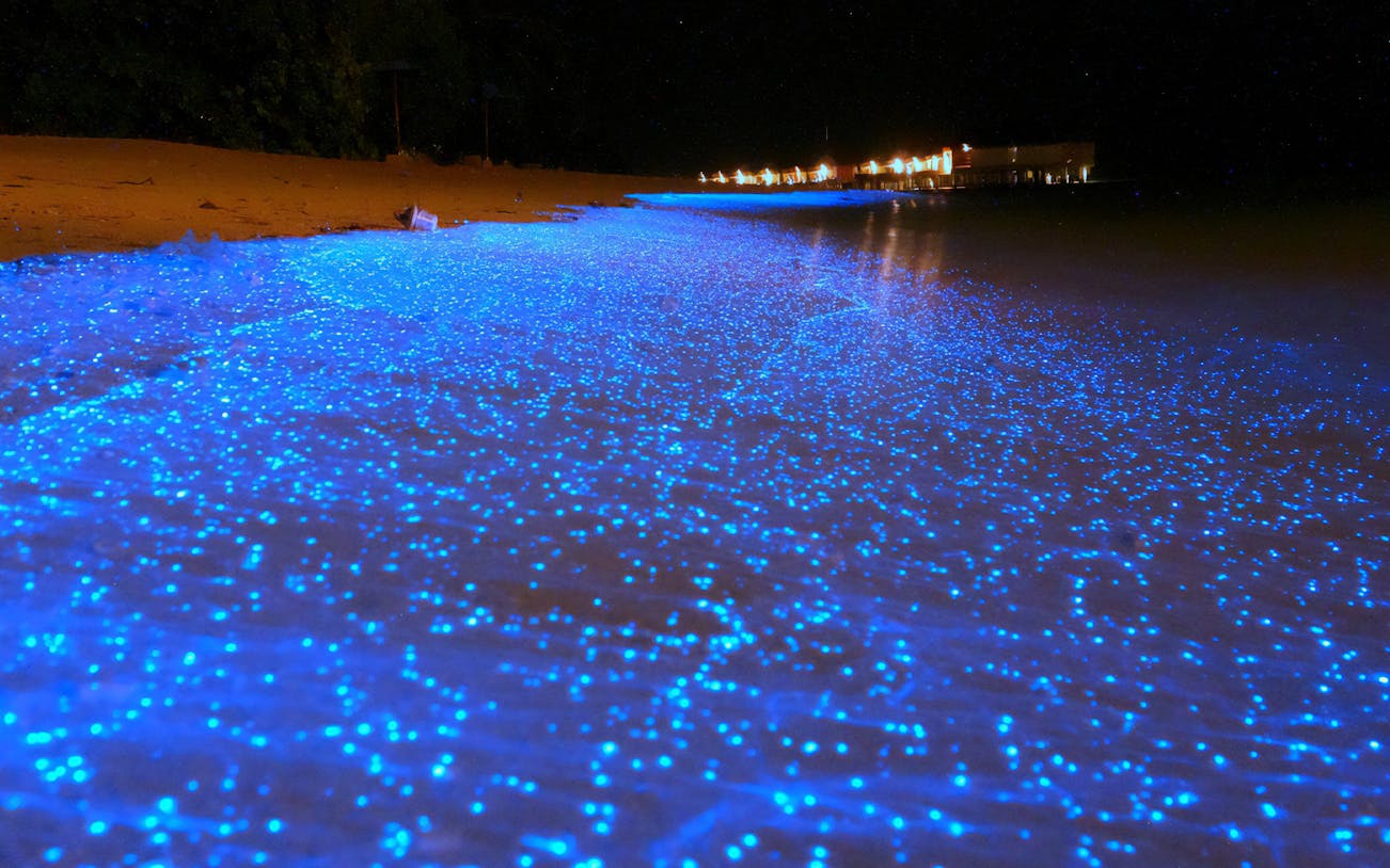 Bioluminescent waves glowing at night on the beach in Kuala Selangor.