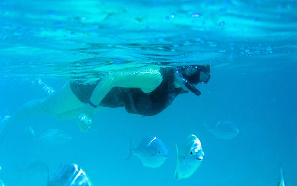 Snorkeler observing fish underwater during Cabo San Lucas Glass Bottom Kayak Tour.