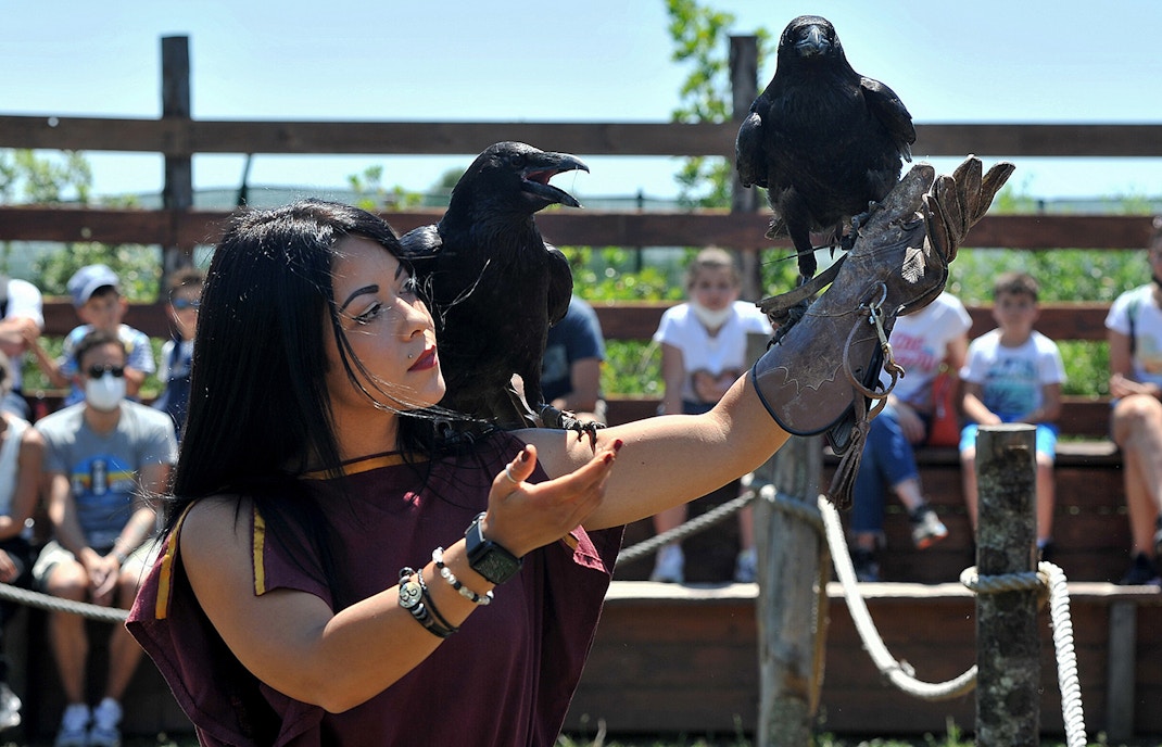 Roma World - brids of prey