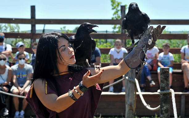 Falconer with two ravens at Roma World show, Italy.