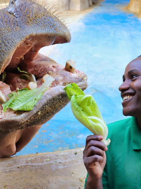 Hippo being fed lettuce by a smiling staff member at Emirates Park Zoo.