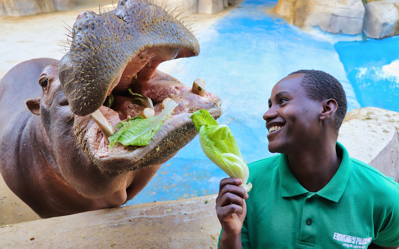 Hippo being fed lettuce by a smiling staff member at Emirates Park Zoo.