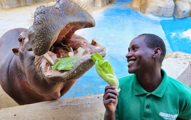 Hippo being fed lettuce by a smiling staff member at Emirates Park Zoo.