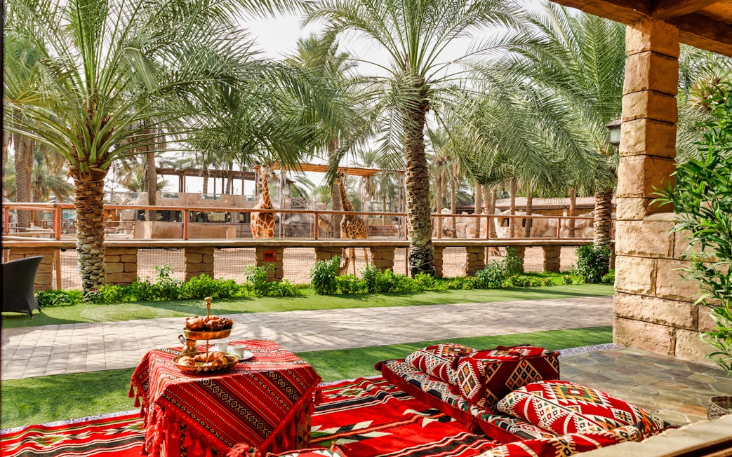 Giraffes at Emirates Park Zoo with traditional seating and refreshments in the foreground.