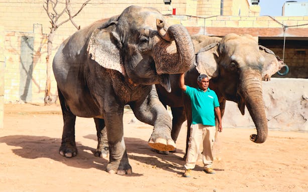 Elephants with a zookeeper at Emirates Park Zoo, Abu Dhabi.