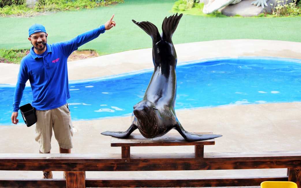 Sea lion performing with trainer at Emirates Park Zoo.